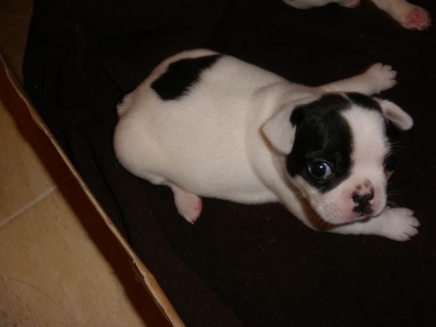 vendo,busco o regalo perro bulldog frances