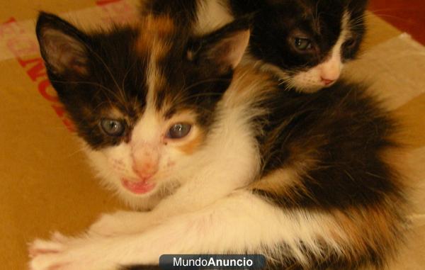 5 gatitos en adopcion