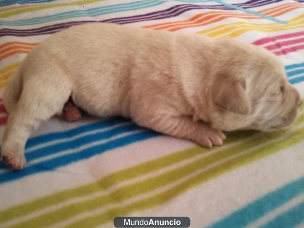 cachorros de labrador