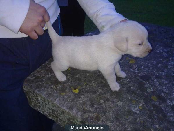 CACHORROS DE LABRADOR