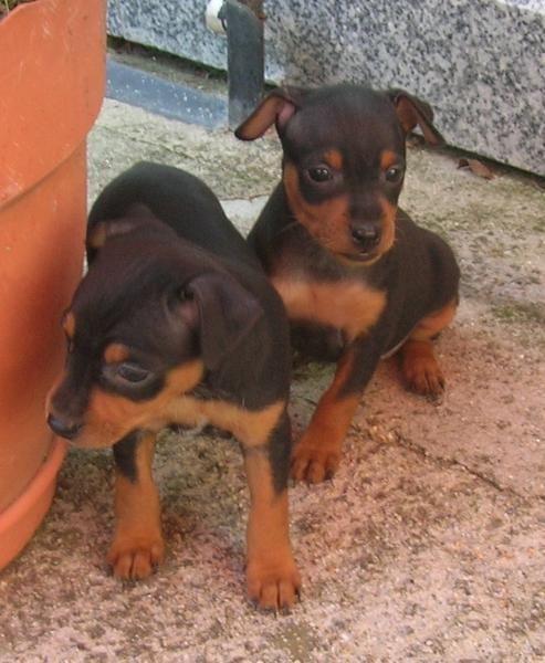 Cachorros de MINI PINSCHER con pedigree de la RSCE