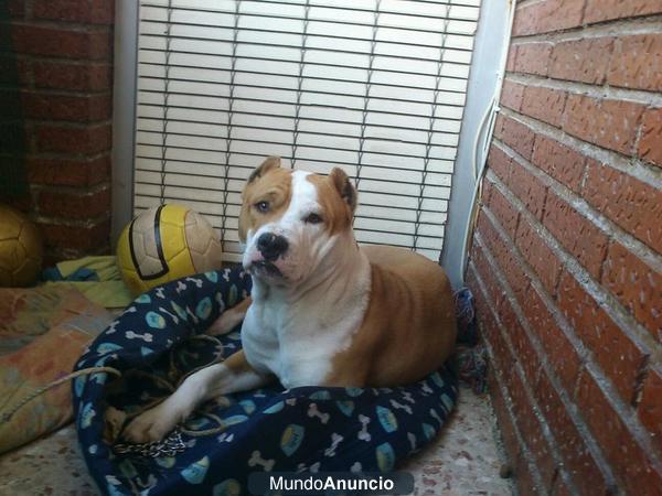 OFREZCO MACHO PITBULL PARA MONTAS