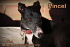 Perrita preciosa galga en adopcion - mejor precio | unprecio.es