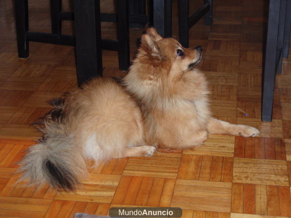 Pomerania (macho) para monta