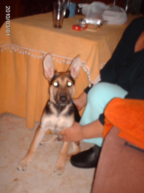 regalo cachorro encontrado