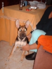 regalo cachorro encontrado - mejor precio | unprecio.es