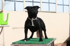 staffordshire bull terrier - mejor precio | unprecio.es