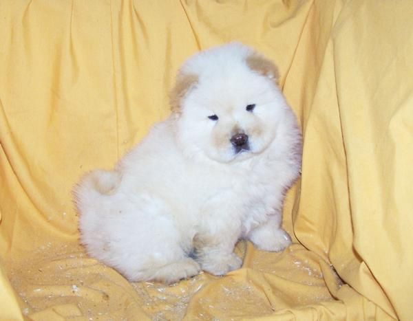 VENDO PRECIOSA CACHORRITA DE CHOW CHOWQ BLANCO - 550  -