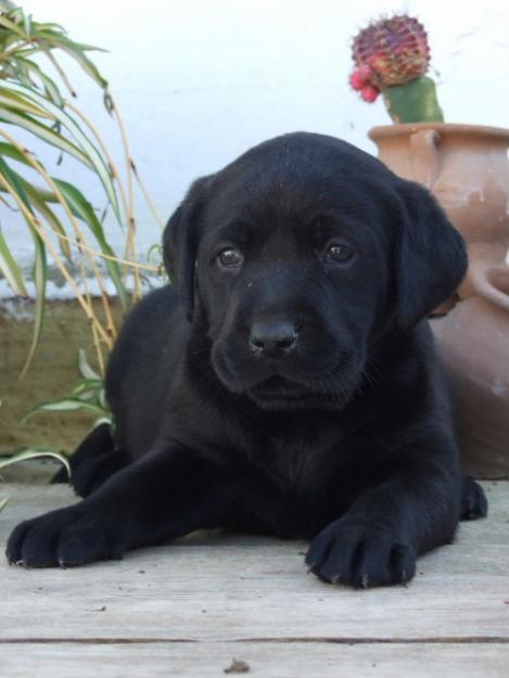 VENTA DE LABRADORES CON BUENAS ANGULACIONES