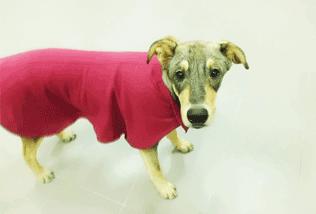 Adopta a Juno