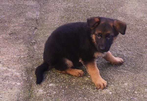 Cachorros de Pastor aleman con pedigree, hembras 250 Euros