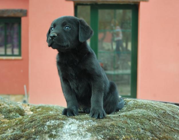 exclusivos cachorros de labrador retriever con pedigree Nacional