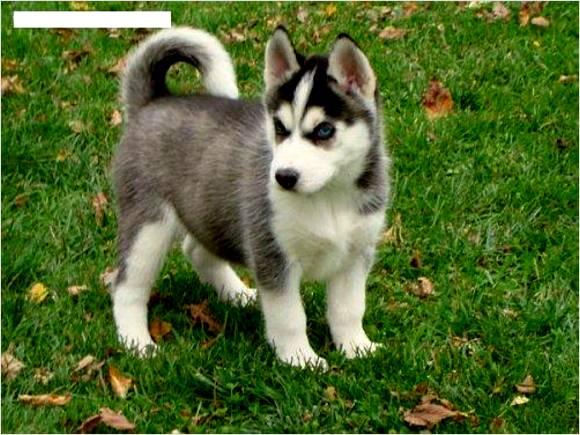 ojo azul cachorro husky siberiano.