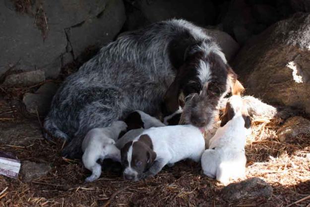 Se venden perros de caza Drathaar