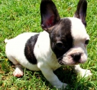 Vendo cachorros bulldog frances!! - mejor precio | unprecio.es