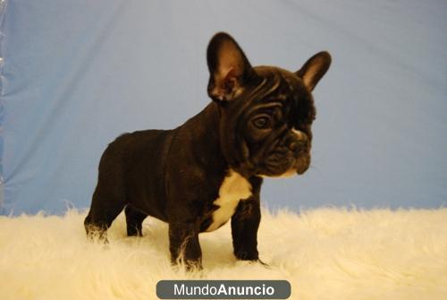 Bulldog Frances Camada de Excelente Genetica con 2 meses