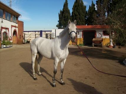 CABALLOS EN VENTA CON CALIDAD Y BUEN CARACTER