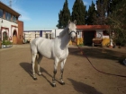 CABALLOS EN VENTA CON CALIDAD Y BUEN CARACTER - mejor precio | unprecio.es