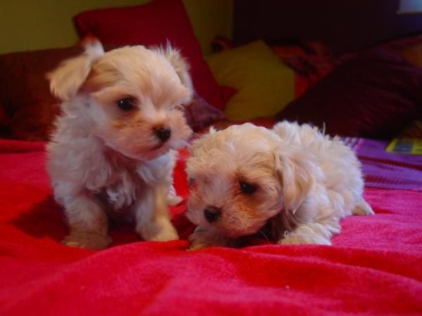 CACHORROS BICHON MALTES