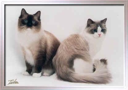 camada ragdoll pedigree excepcional