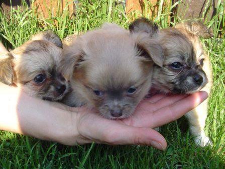 Chihuahua de pelo largo