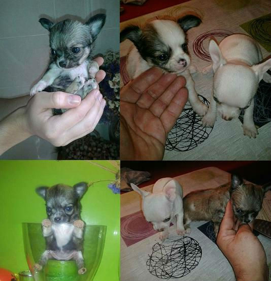 Chihuahuas superminiatura