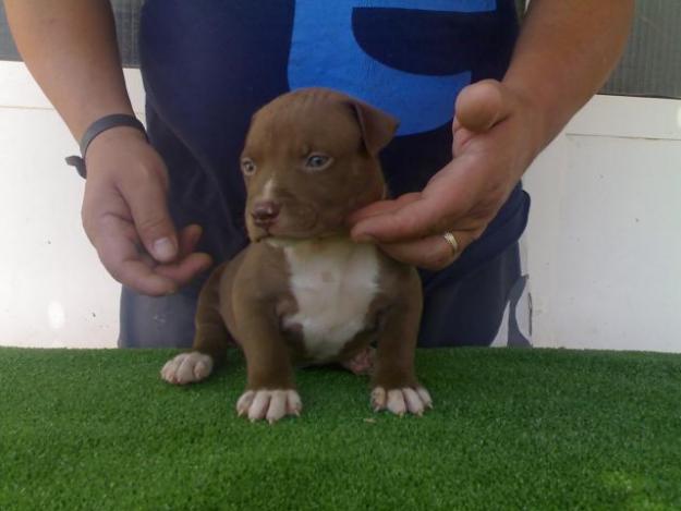 impresionantes cachorros de pit bull muy anchotes