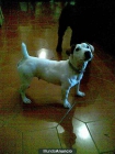 Jack Russell de Sierralegre linea inglesa pedegree campeones - mejor precio | unprecio.es