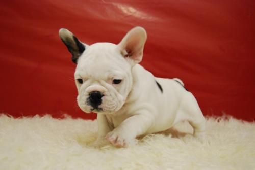 magnificos cachorros de bulldog frances, con dos meses, altisima calidad