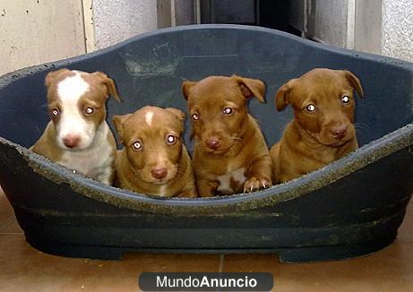 Podenco Maneto (Camada ).