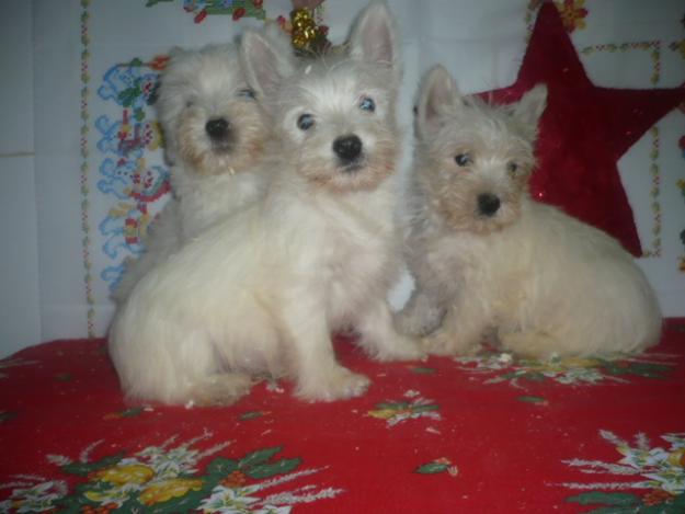 PRECIOSOS CACHORRITOS WESTY EL MEJOR REGALO PARA NAVIDAD!!!!!!!!!!