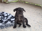 vendo cachorros de bulldog frances - mejor precio | unprecio.es