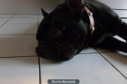 Bulldog francés para monta (Murcia y Alrededores) - mejor precio | unprecio.es