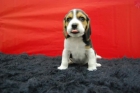 camada de beagle, cachorros de alta calidad, con tan solo dos meses - mejor precio | unprecio.es