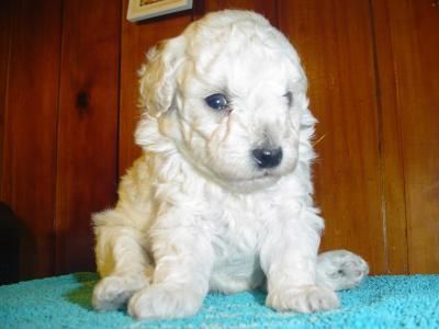 CANICHE TOY, FOX TERRIER, COCKER, DALMATA, SAN BERNARDO, BODEGUERO, BRETONES, YORKSHIRE TERRIER, BEAGLE, BULLDOG FRANCES