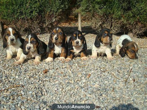 Espectaculares cachorros de BASSET HOUND