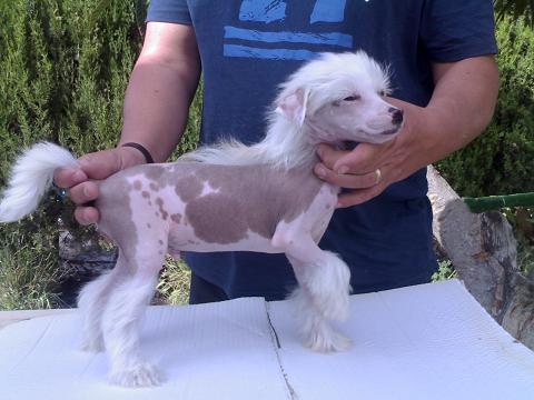 impresionantes cachorros de  crestado chino de exposicion