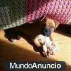 ULTIMO CACHORRO BOXER A LA VENTA. - mejor precio | unprecio.es