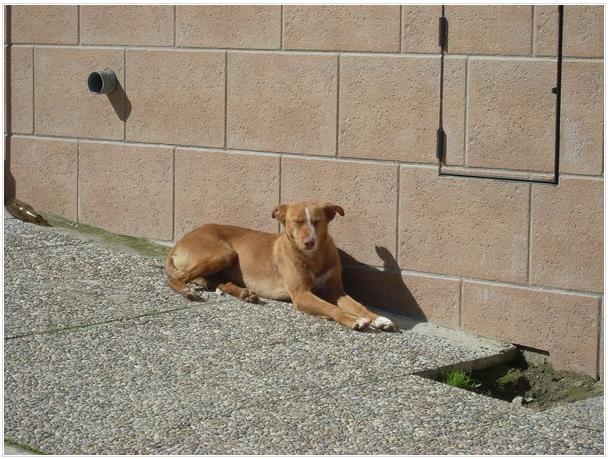 x podenco escondido por un niño,adopcion