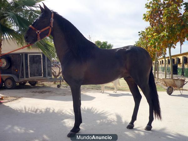 VENDO CABALLO CASTAÑO  PRE