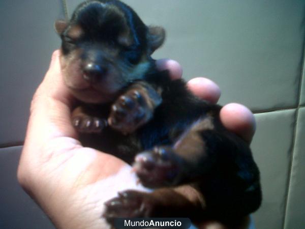 Yorkshire Terrier con pedigrí