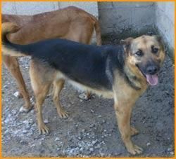 AMAYA - Pastor Alemán - Busca FAMILIA ADOPTANTE -