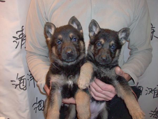 cachorros de pastor aleman con pedrigree