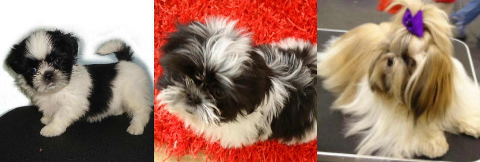 Cachorros Shih-Tzu