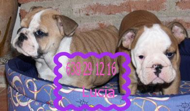 camada de bulldog ingles preciosos