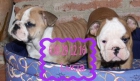 camada de bulldog ingles preciosos - mejor precio | unprecio.es