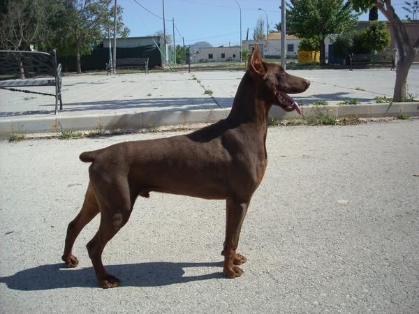 Dobermann para montas