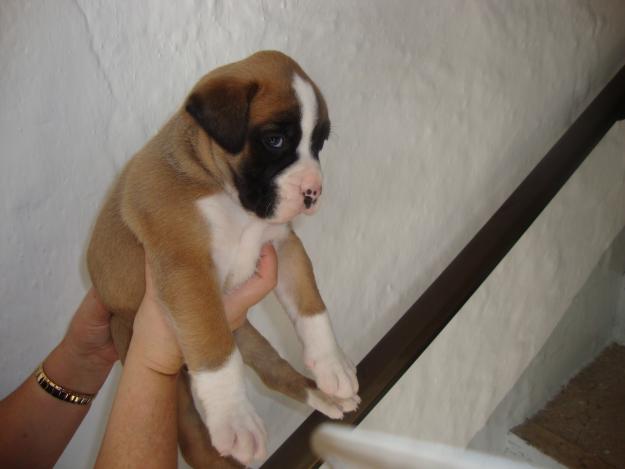 Excelentes cachorros de boxer 250€