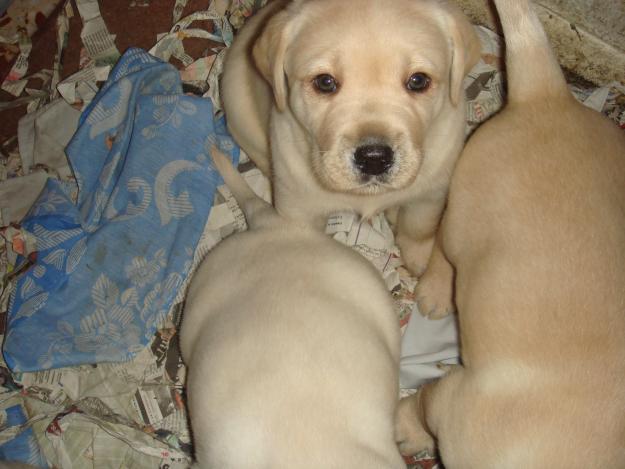 Labrador Retriever Canela