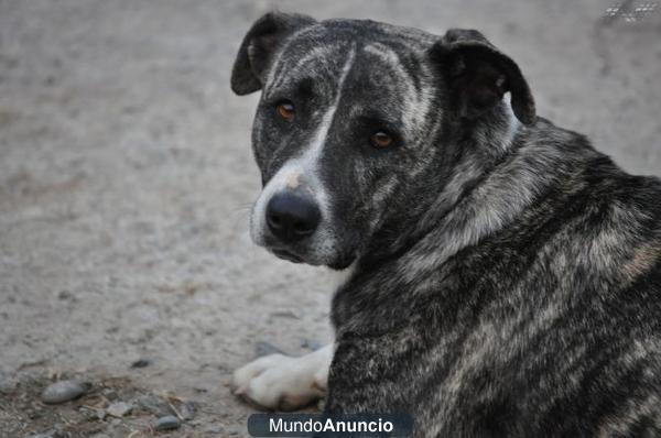 PIKA preciosa perrita con leve leishmania‏ busca familia